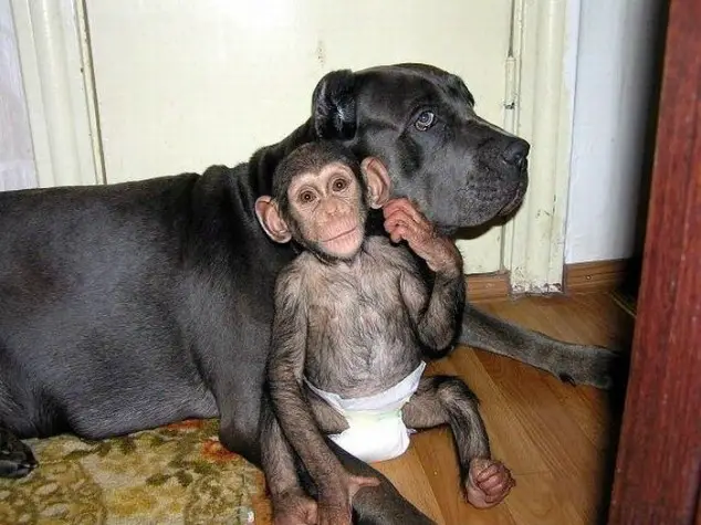 dog adopts chimp