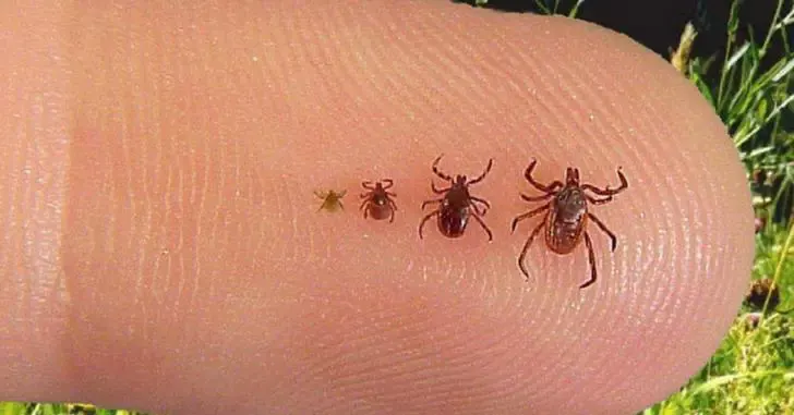 ticks and summer