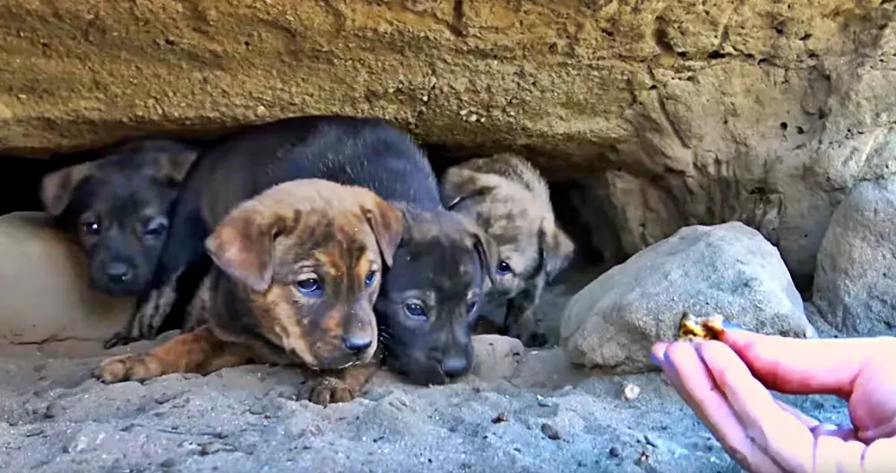 abandoned puppies