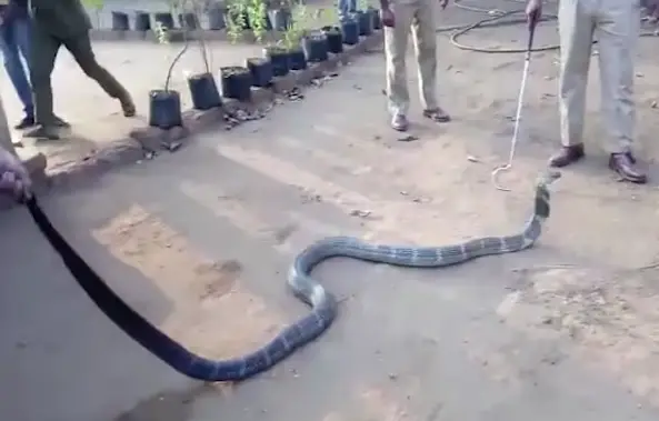 thirsty king cobra