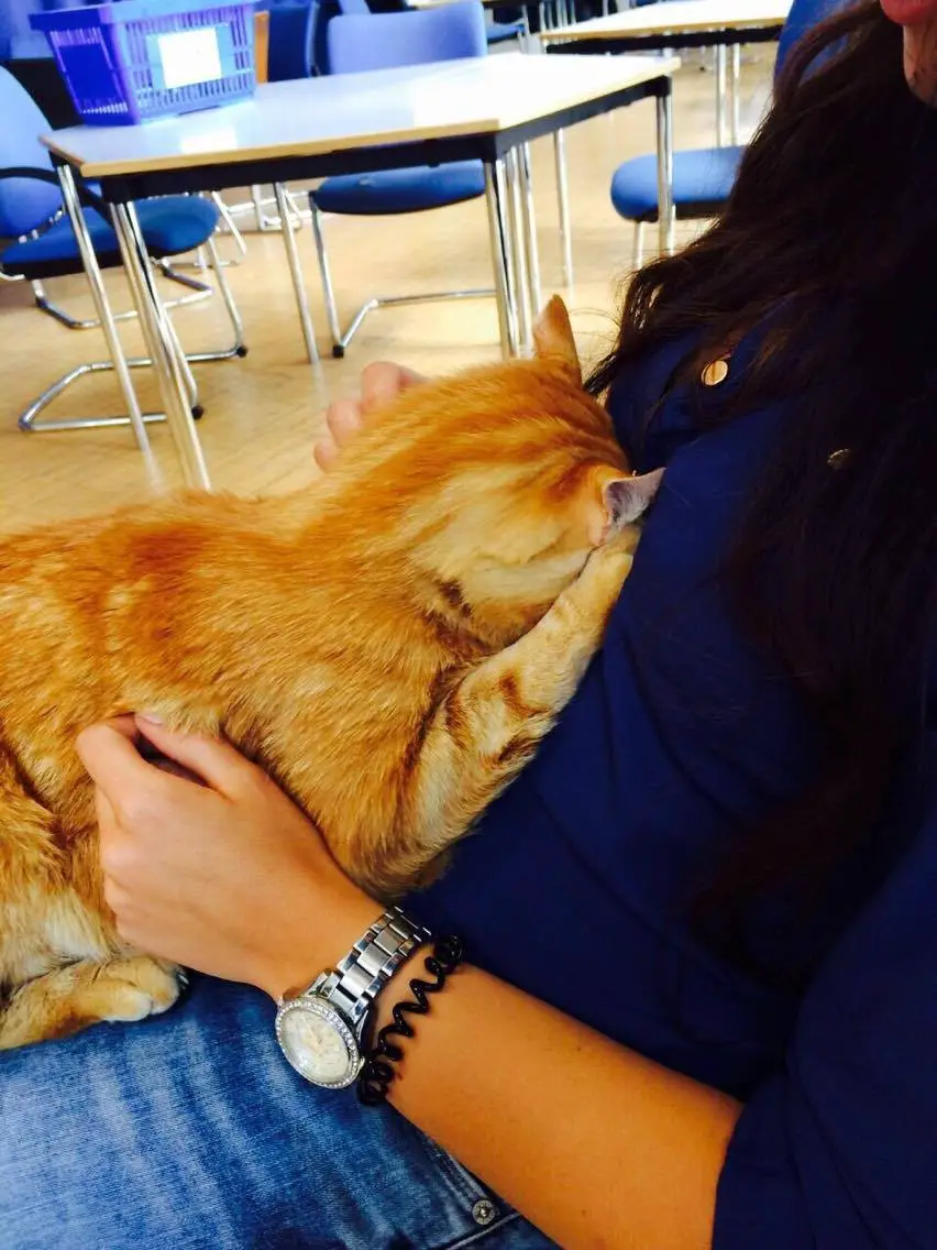 cat in school