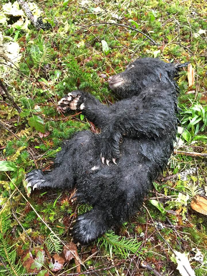 dying baby bear