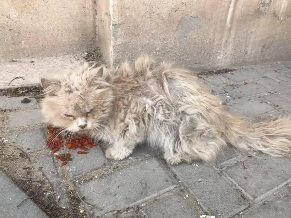 stray cat