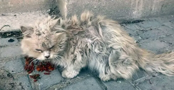 Getting Matted Fur Out Of Cat Getting Matted Fur Out Of Cat