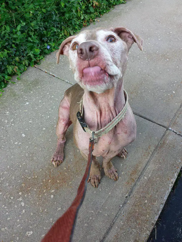 dog and fire hydrant