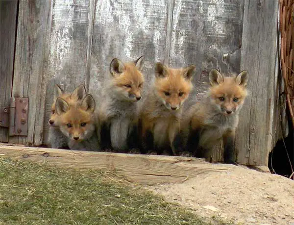 family of foxes