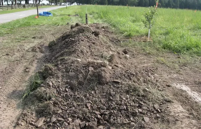 puppy found in dirt