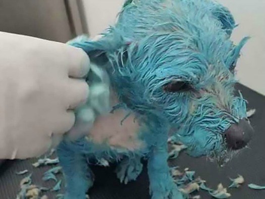 dog painted blue
