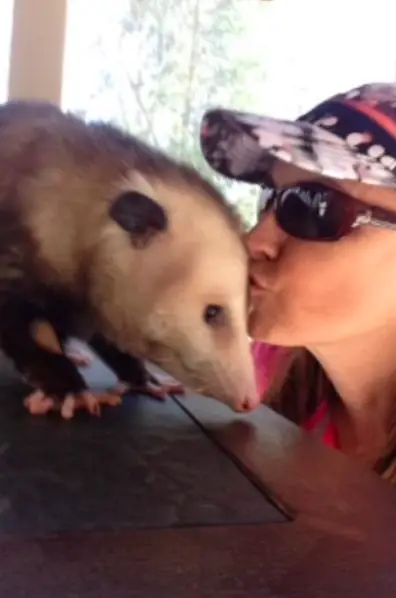 opossum