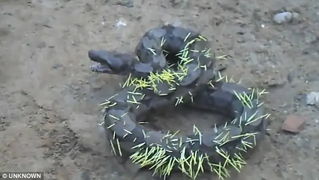 snake eats porcupine