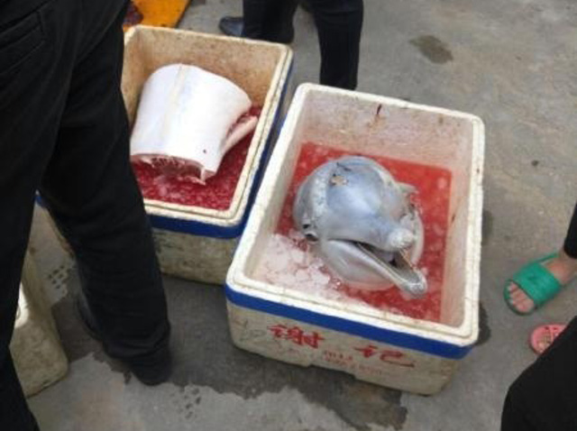 baby dolphin butchered