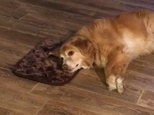 dog and tiny bed