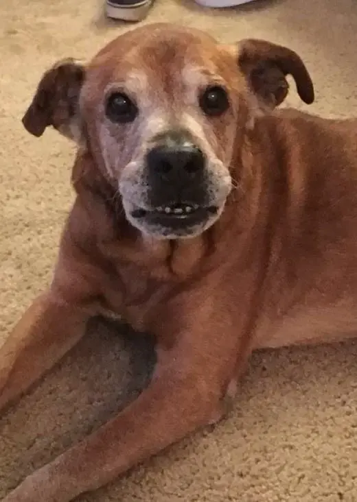 senior dog