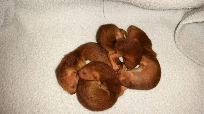weasel babies