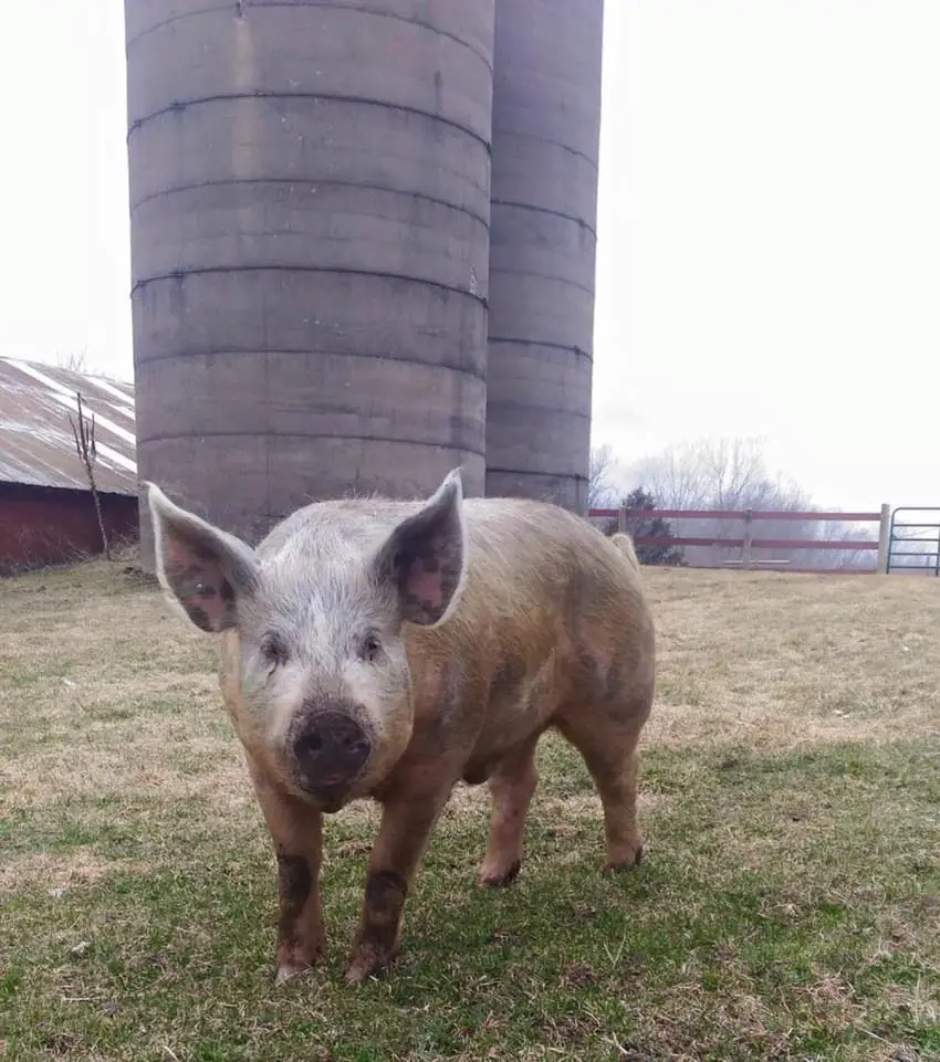pig escapes truck