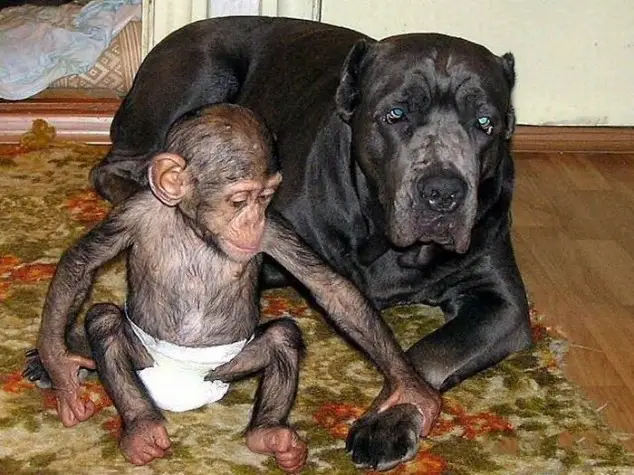 dog adopts chimp