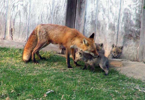 family of foxes
