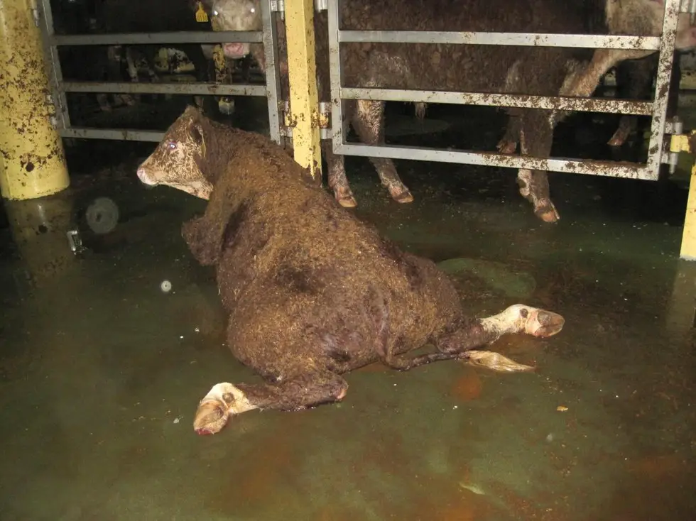 live animals export