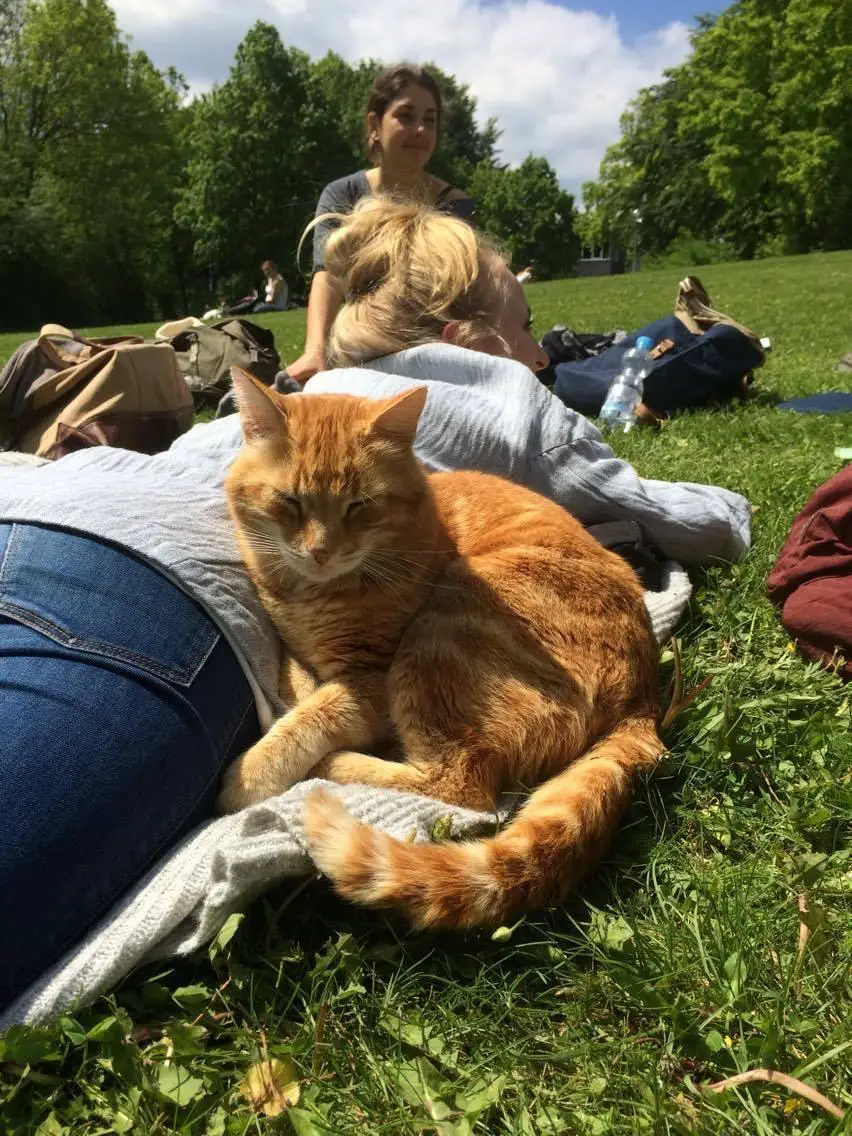 cat in school