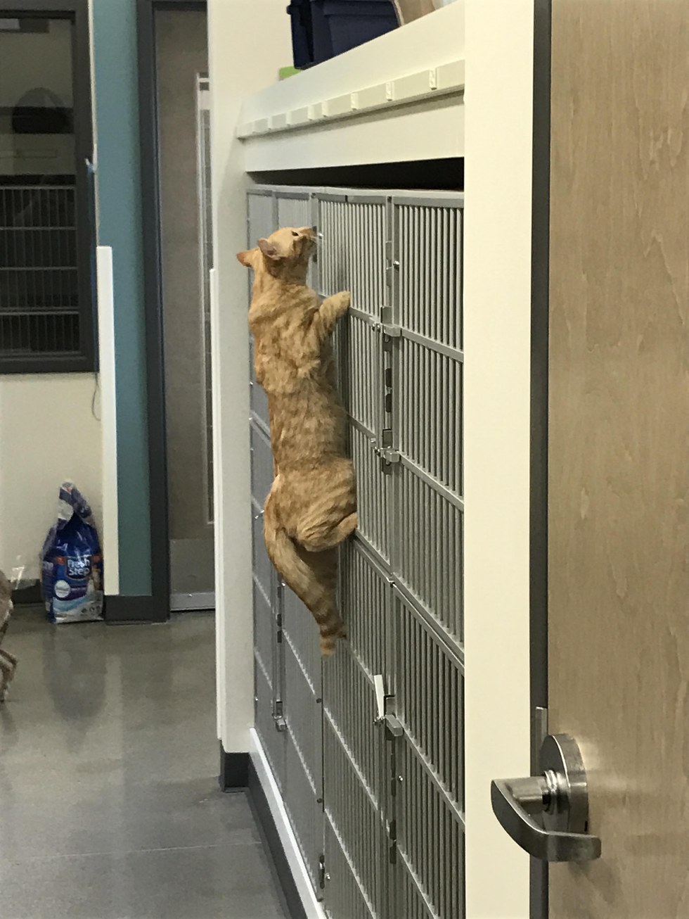 cat at the vet