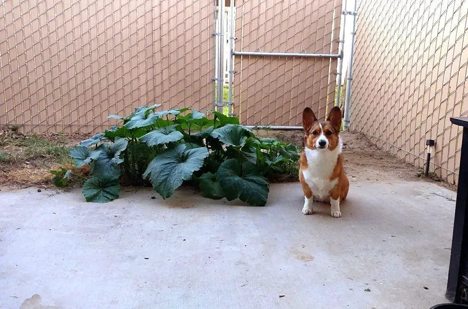 dog garden 