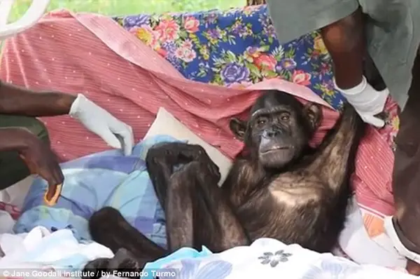 chimp set free