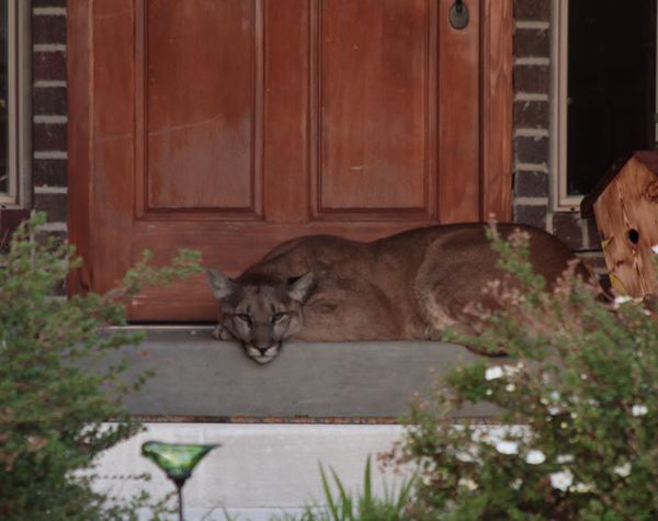 mountain lion