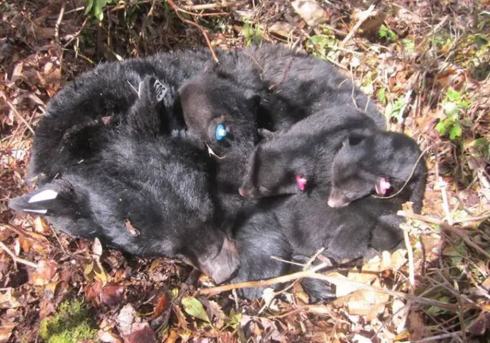 bear killing