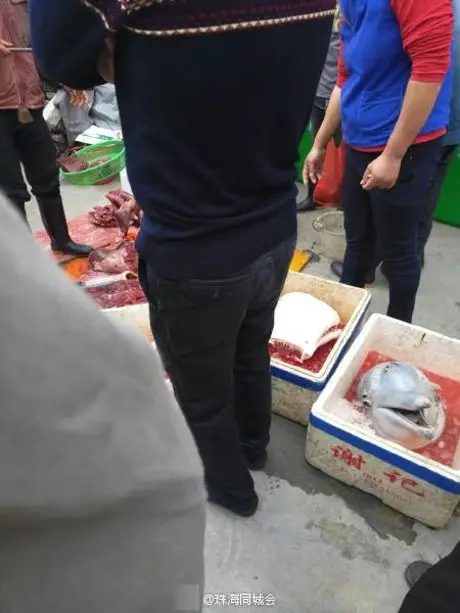 baby dolphin butchered