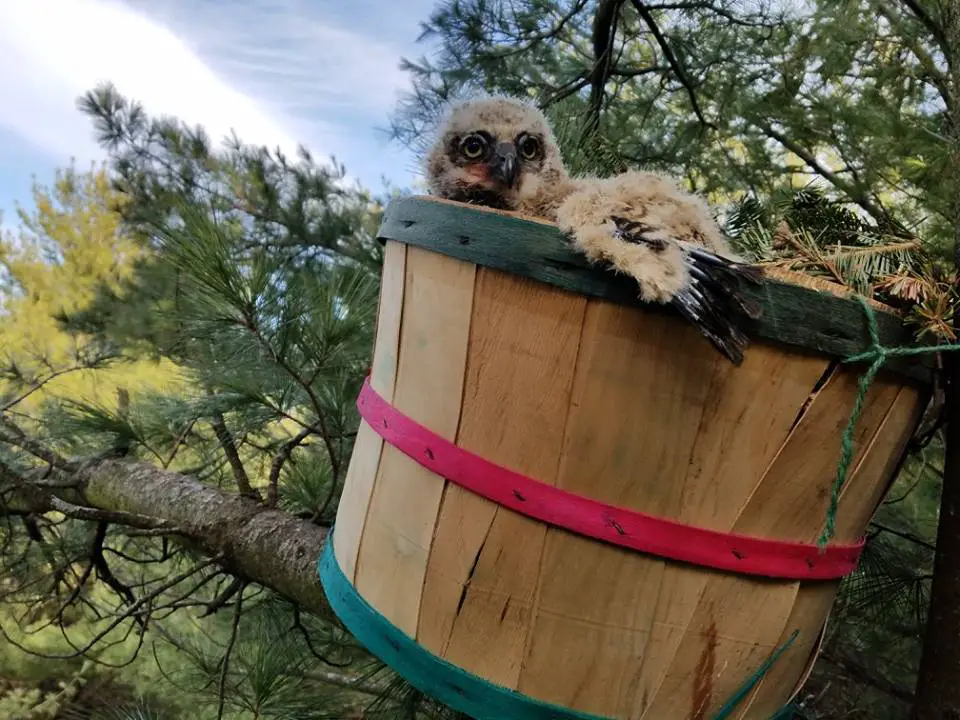 baby owl