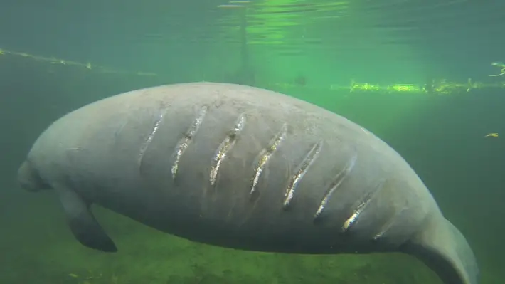 manatees and boats