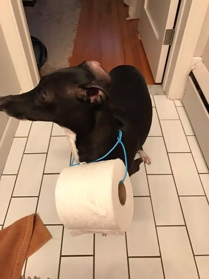 toilet paper