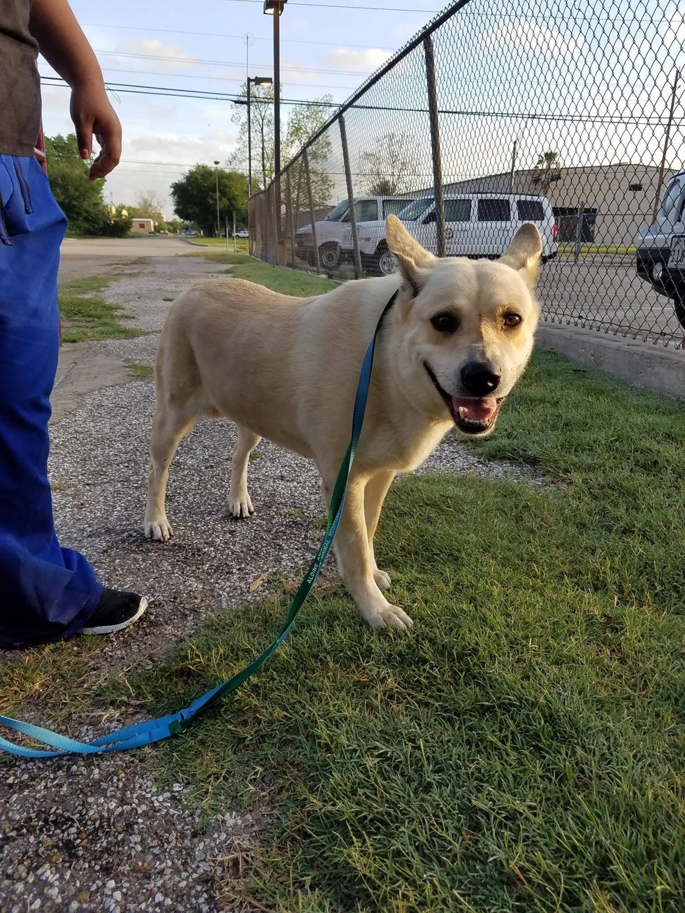 dog surrendered