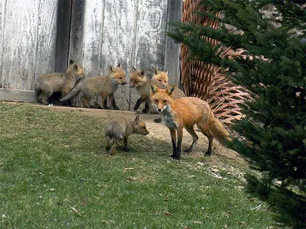 family of foxes