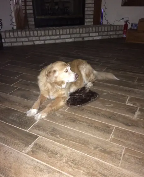 dog and tiny bed