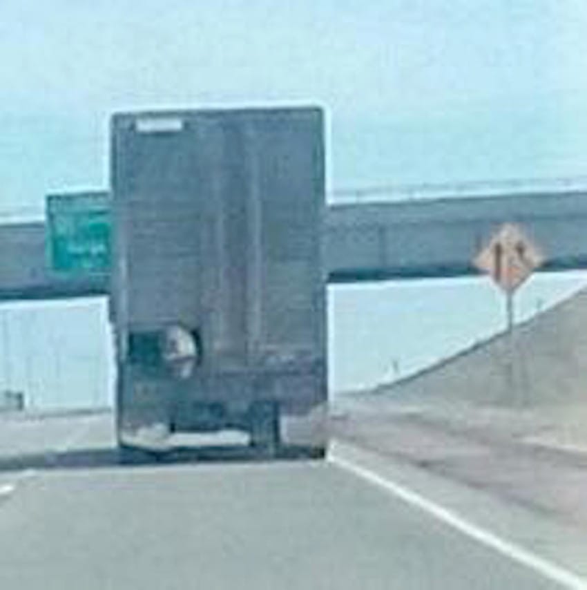 pig escapes truck