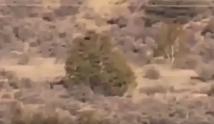 creature in the desert