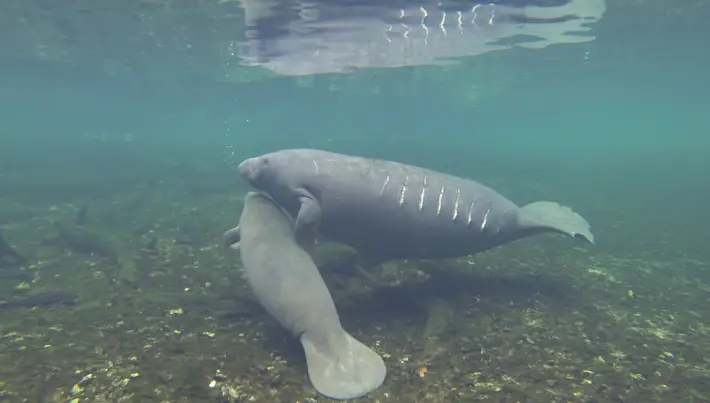 manatees and boats