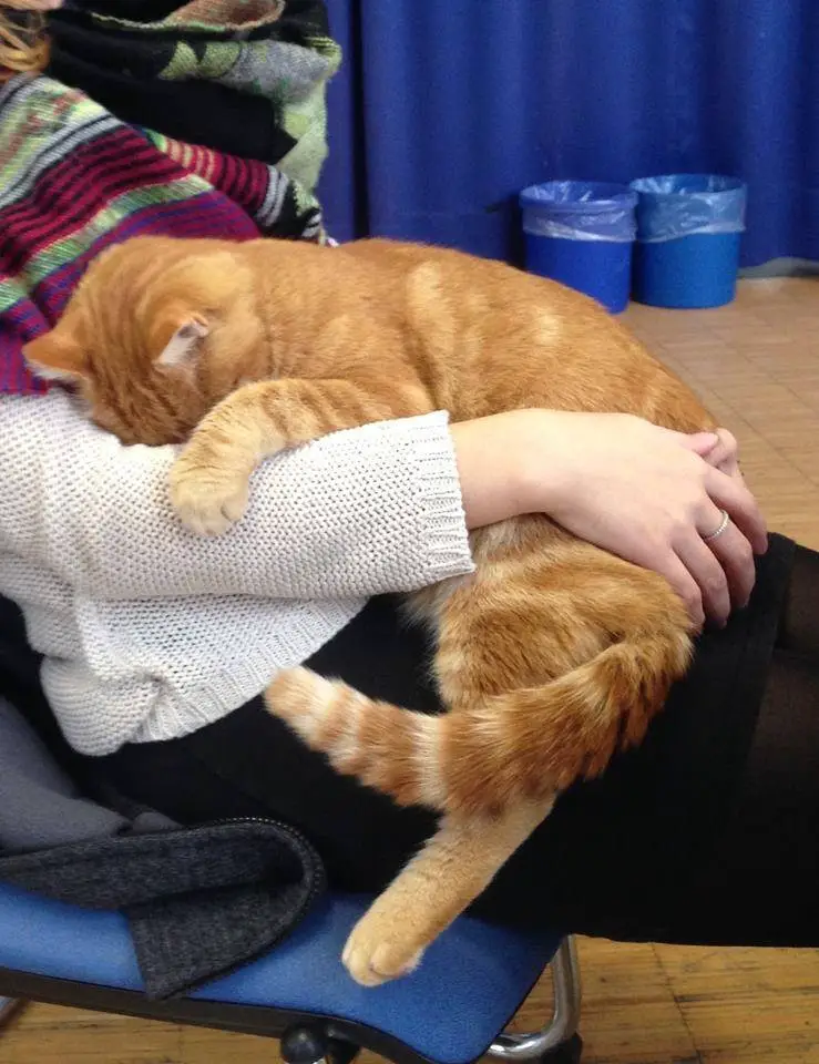 cat in school