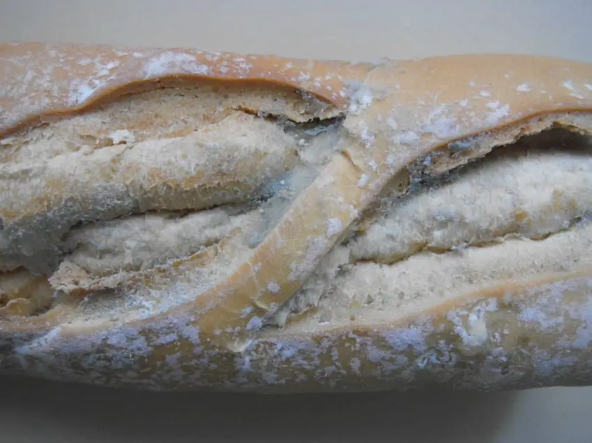 moldy bread