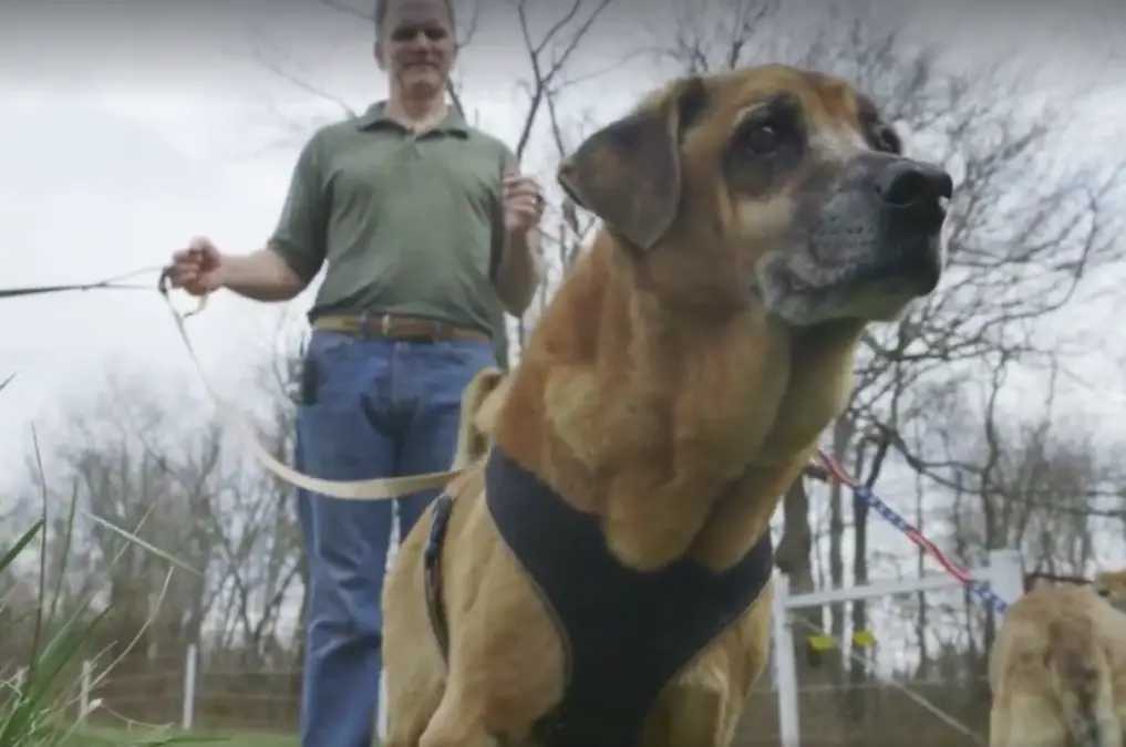 senior shelter dogs