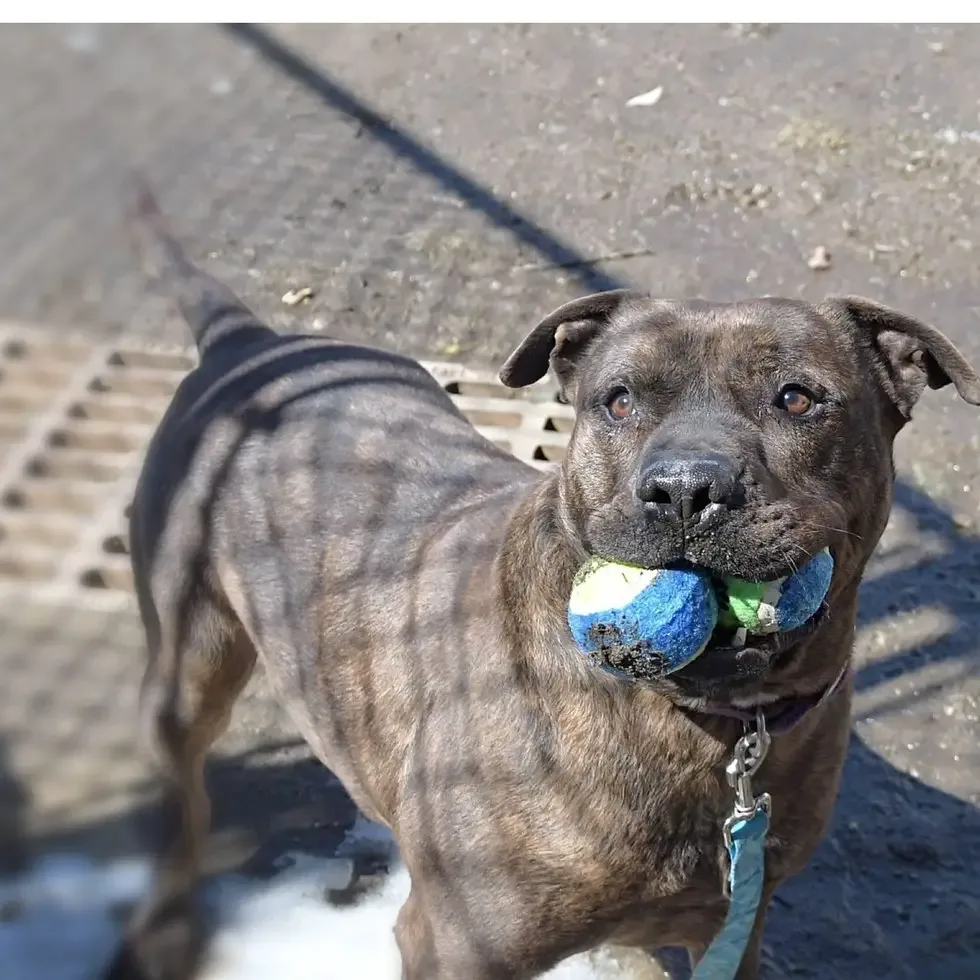 shelter dog
