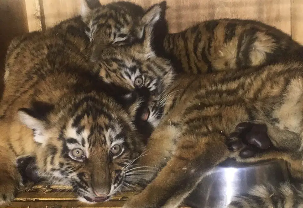 tigers in a box