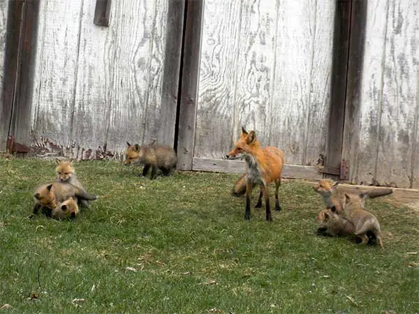 family of foxes