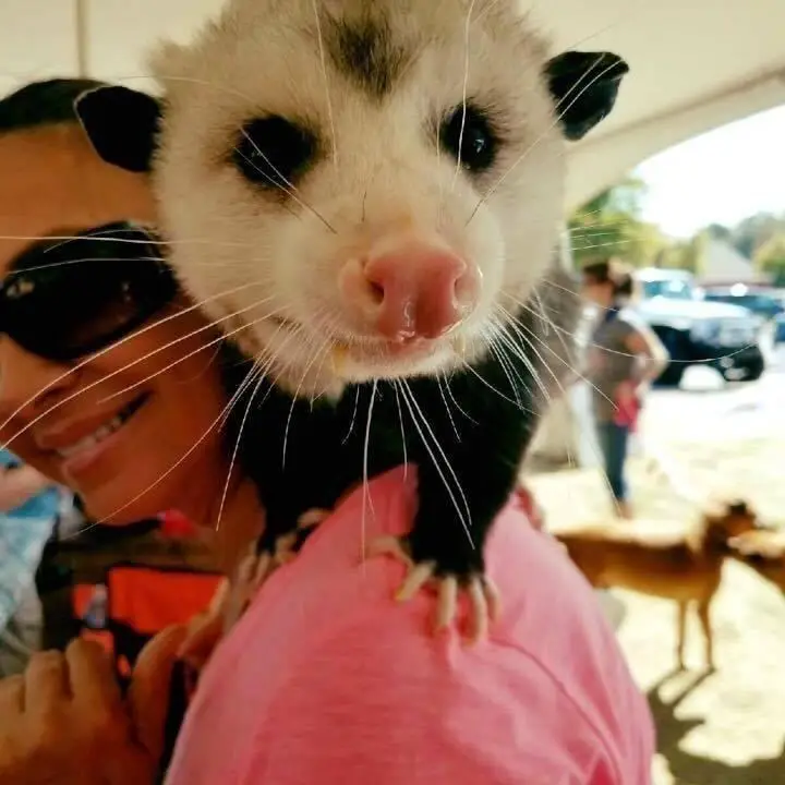 opossum