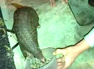 pangolins