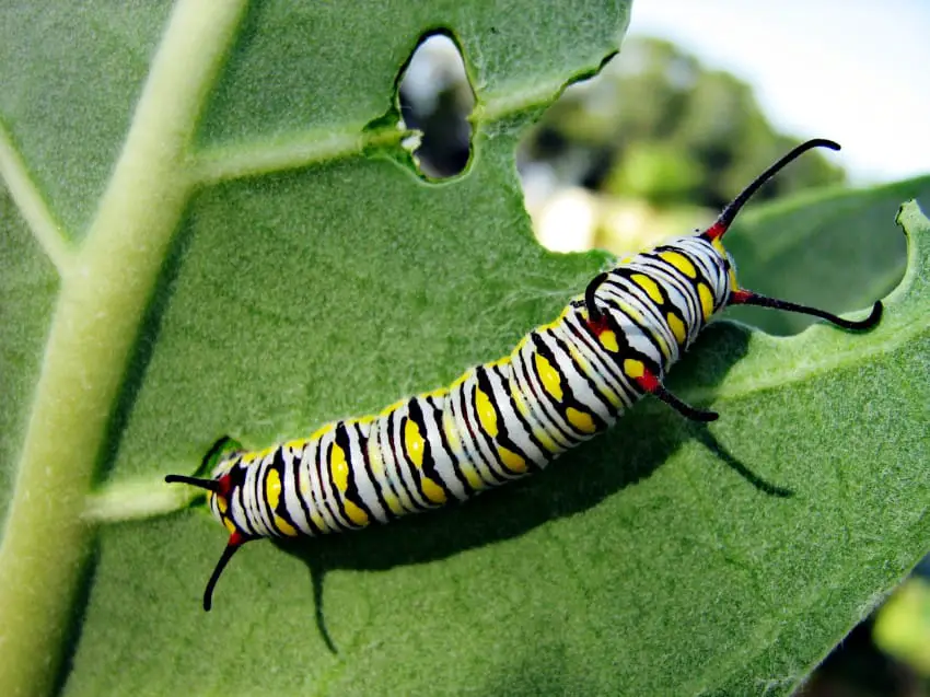 butterfly garden