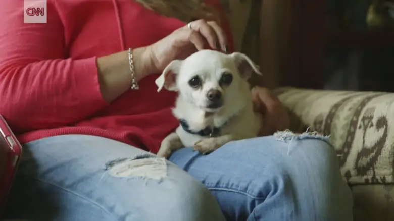 senior shelter dogs