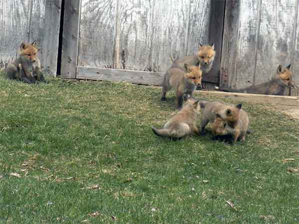 family of foxes