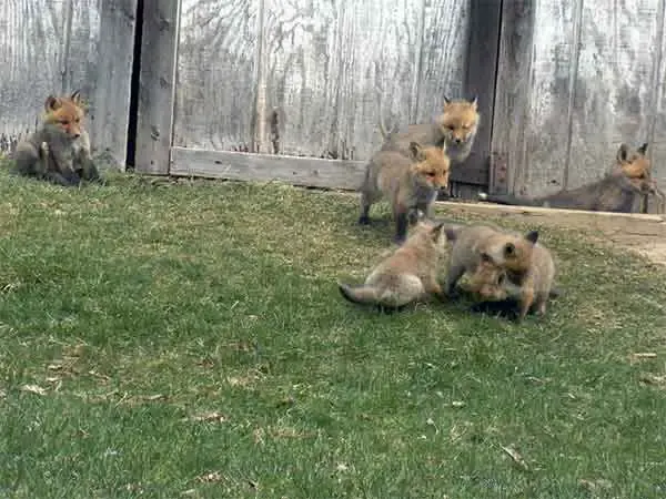 family of foxes